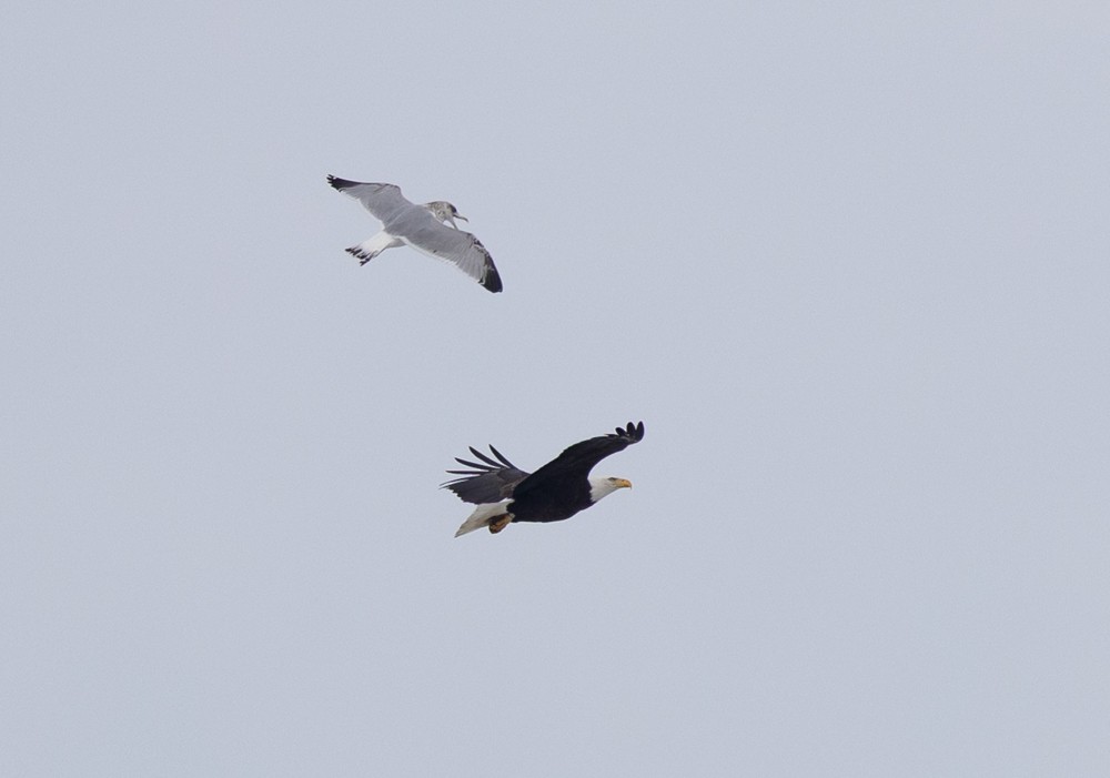 Bald Eagle - ML631487242