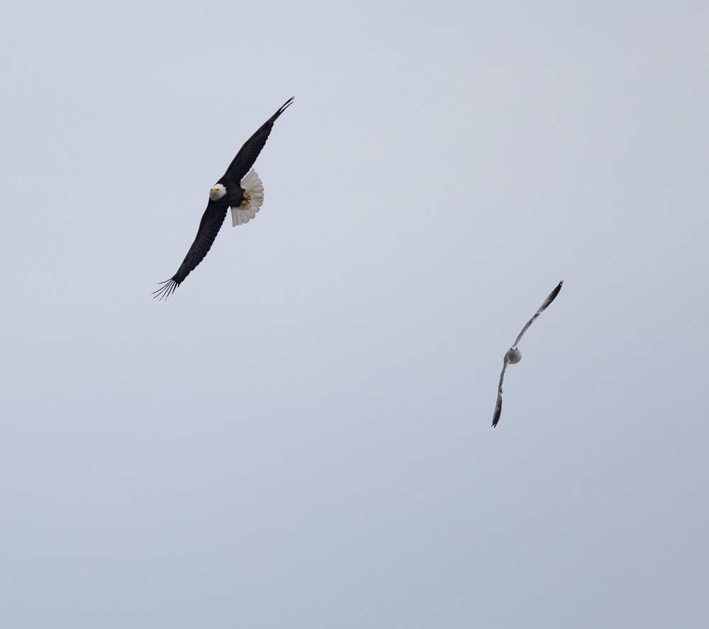 Bald Eagle - ML631487243