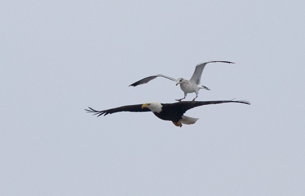 Bald Eagle - ML631487244
