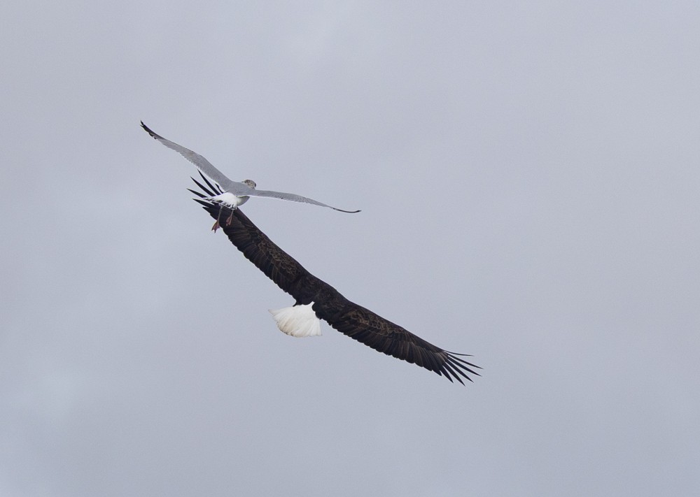 Bald Eagle - ML631487245