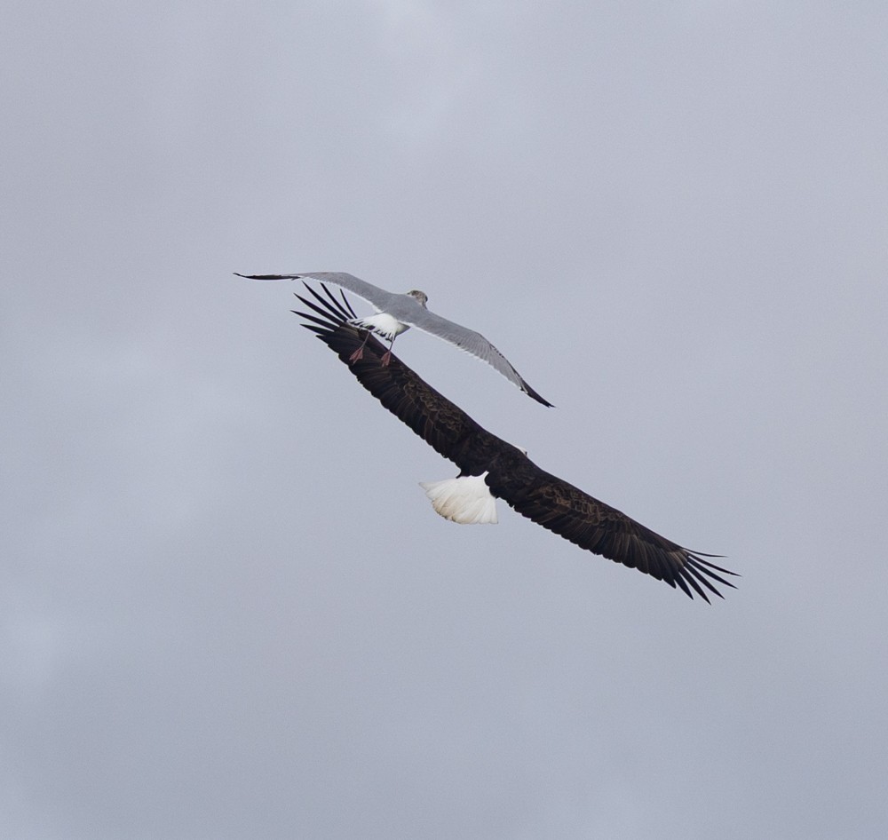 Bald Eagle - ML631487246