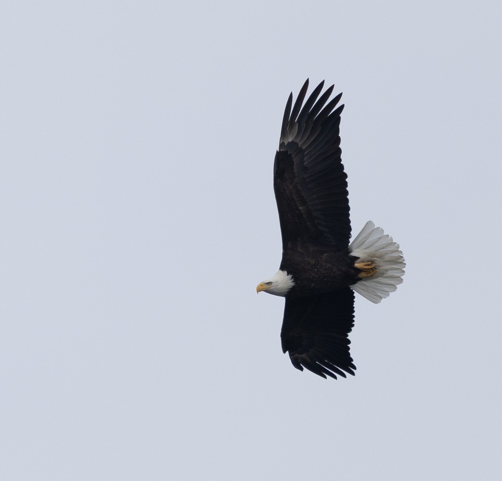 Bald Eagle - ML631487247