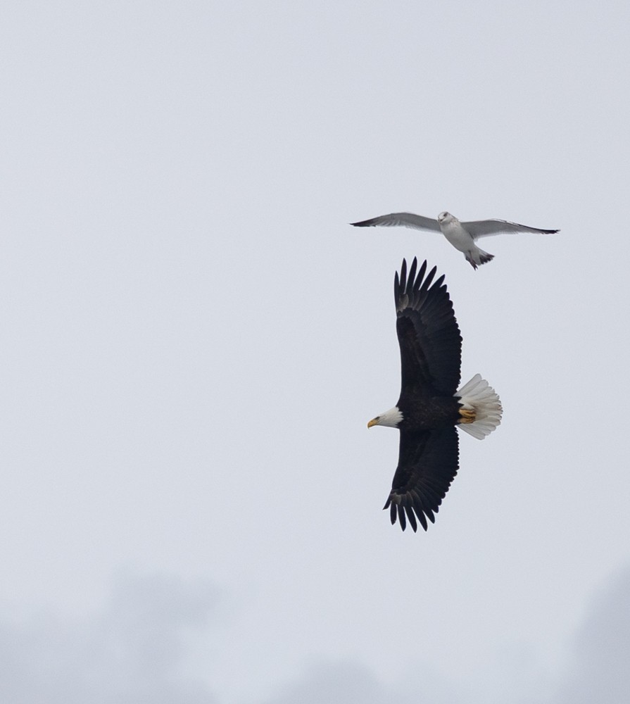 Bald Eagle - ML631487248
