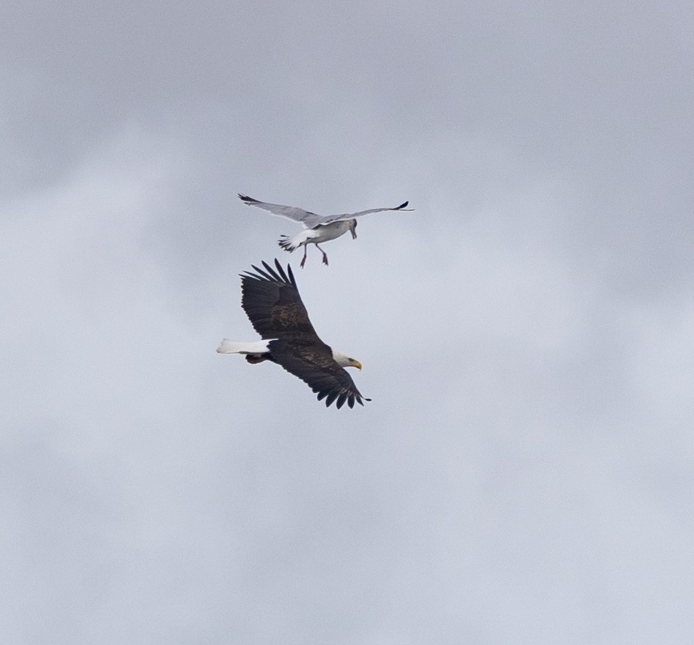 Bald Eagle - ML631487249