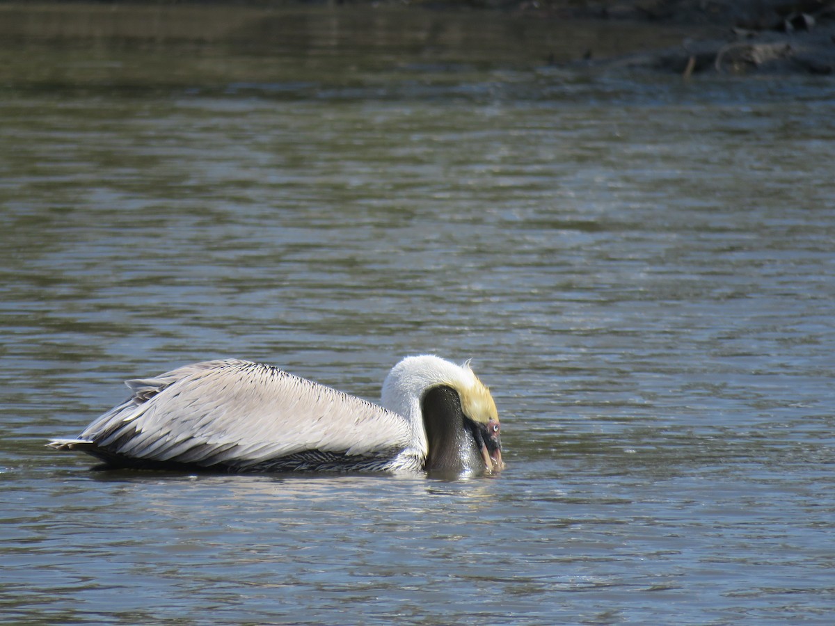 Brown Pelican - ML631487251