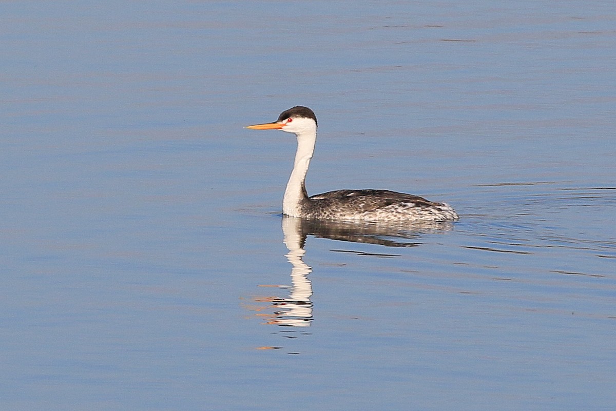 Clark's Grebe - ML631487260