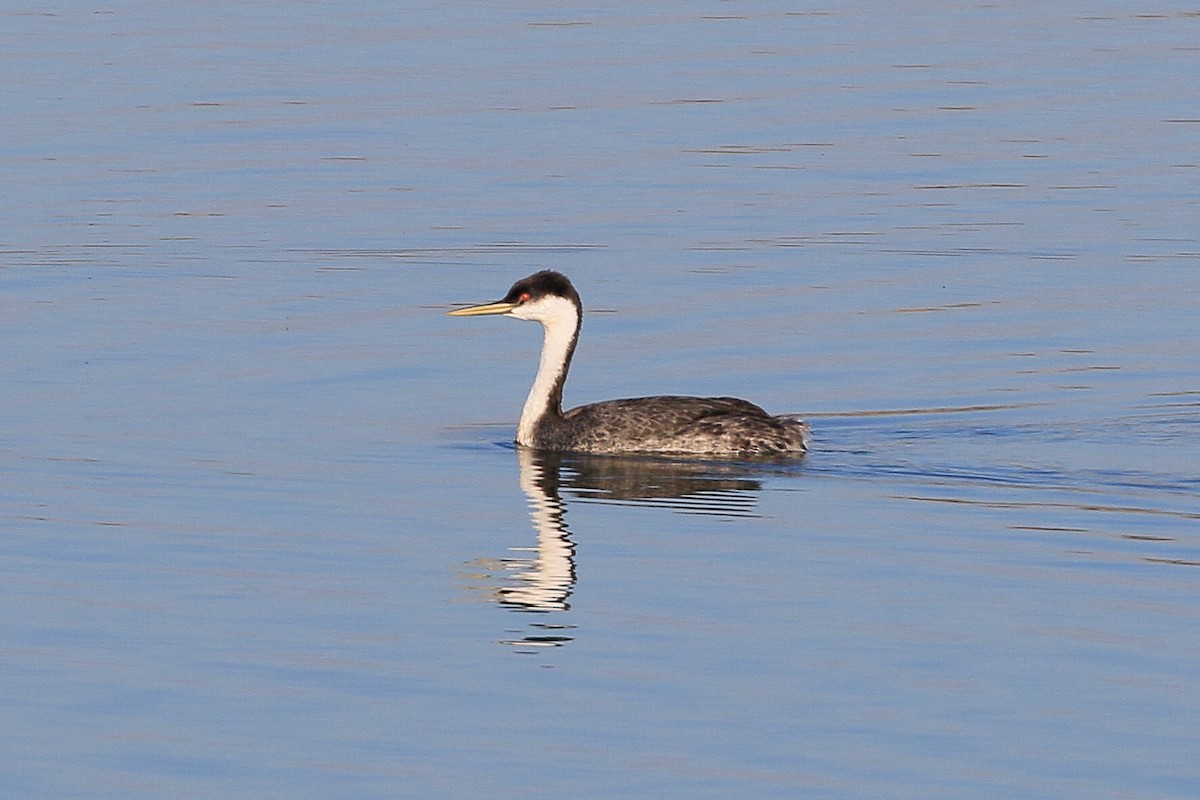Western Grebe - ML631487264
