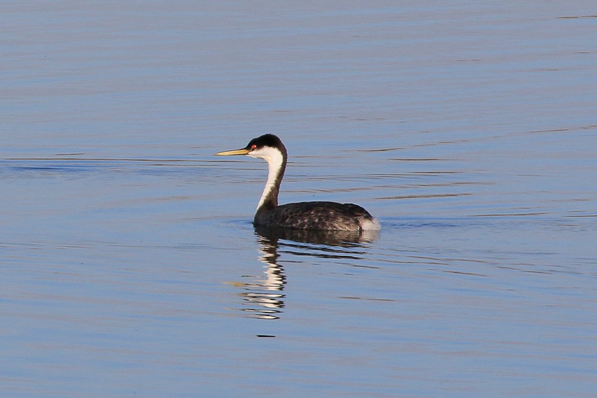 Western Grebe - ML631487266