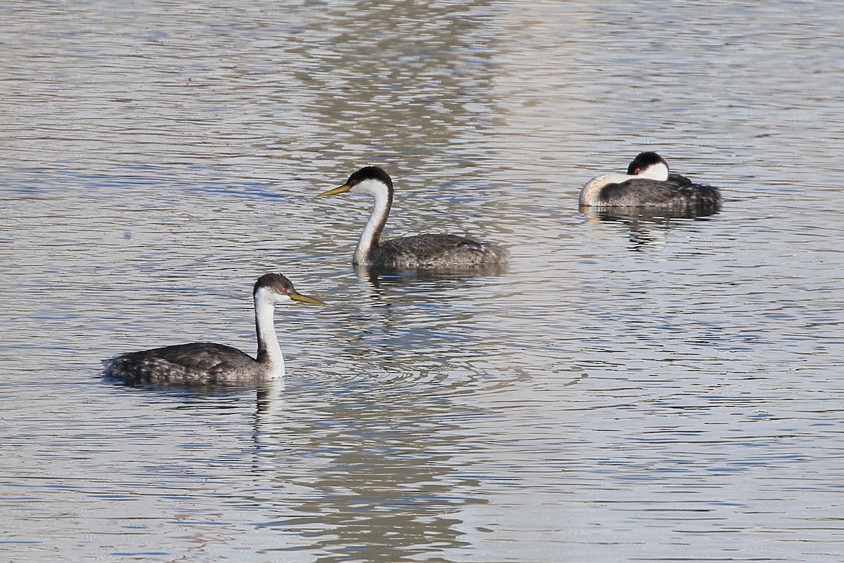 Western Grebe - ML631487281
