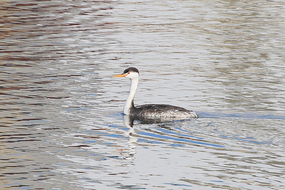 Clark's Grebe - ML631487292