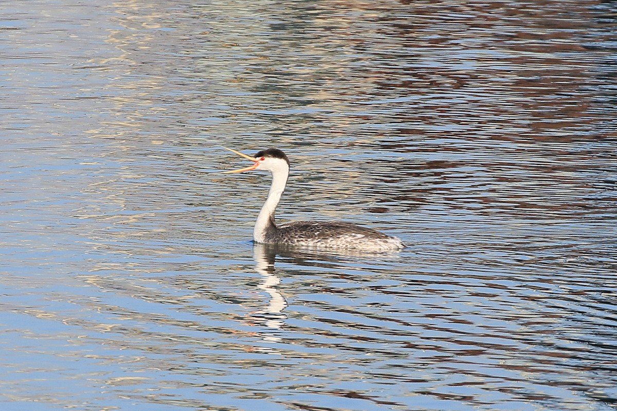 Clark's Grebe - ML631487297