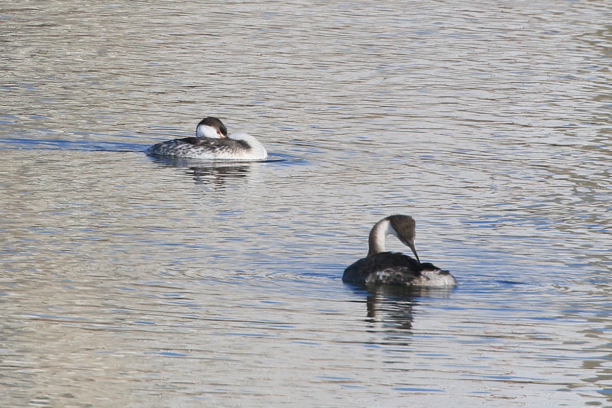 Clark's Grebe - ML631487315