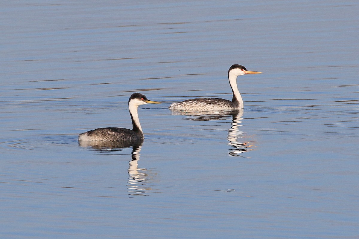 Clark's Grebe - ML631487320