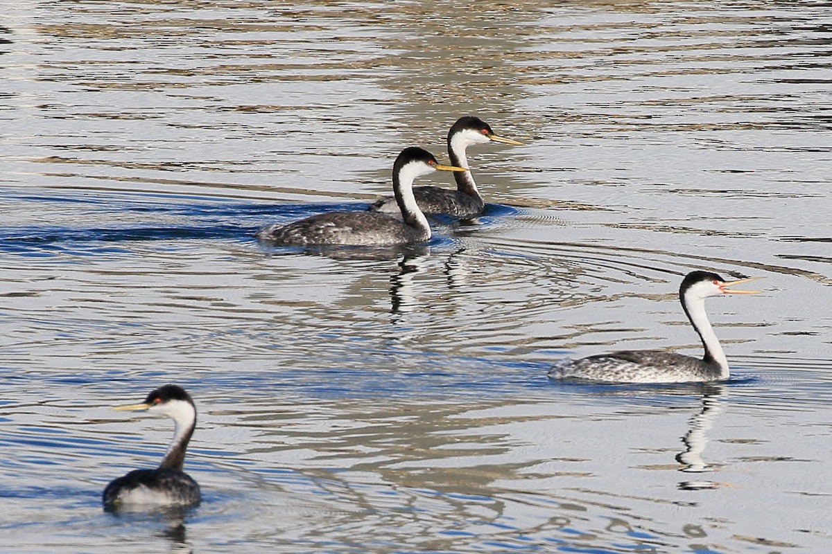 Western Grebe - ML631487337