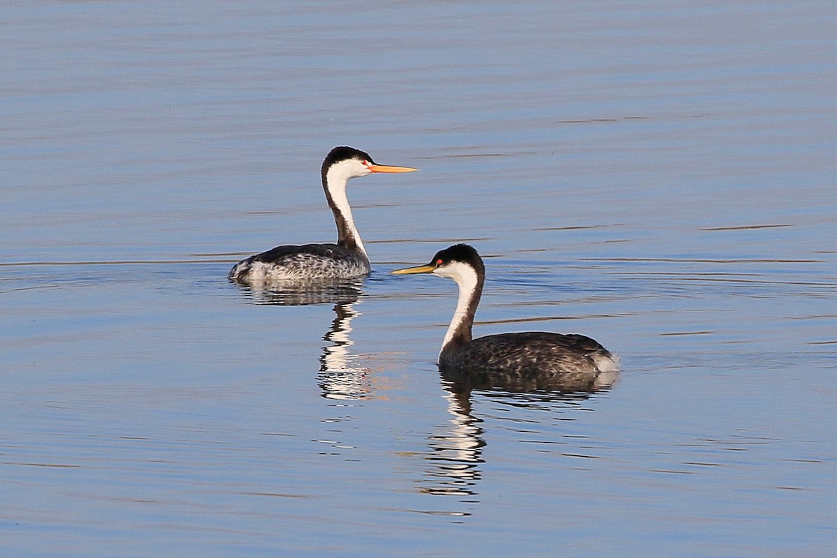 Western Grebe - ML631487346
