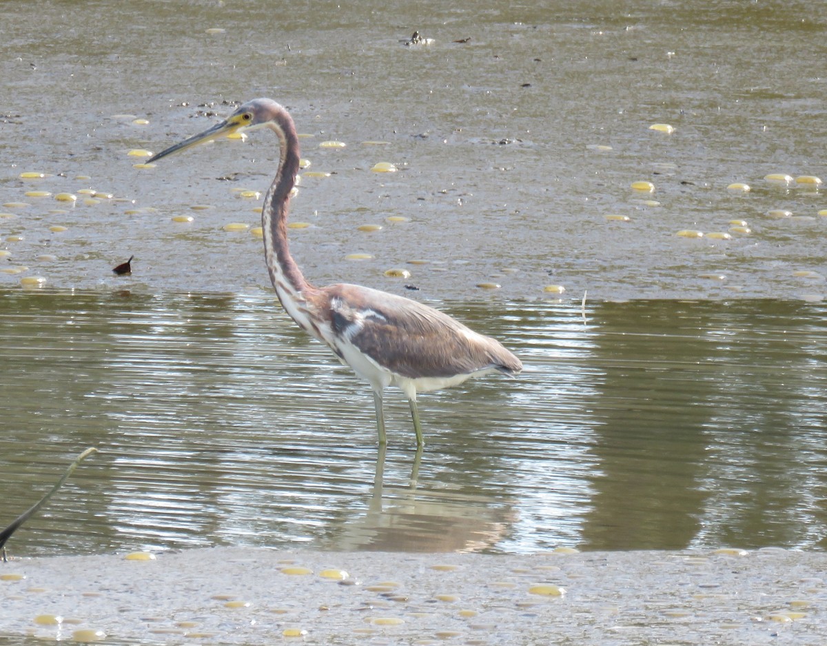 Tricolored Heron - ML631487455