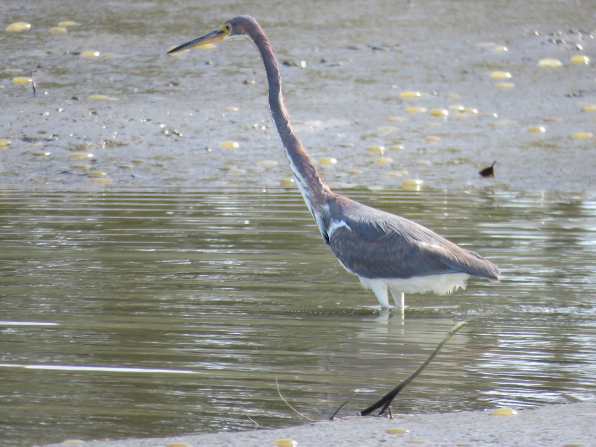 Tricolored Heron - ML631487456
