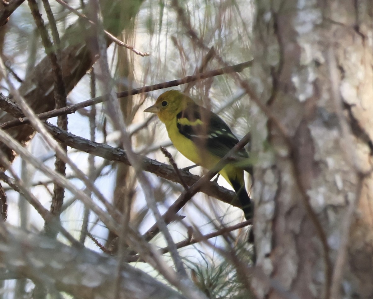 Western Tanager - ML631487540