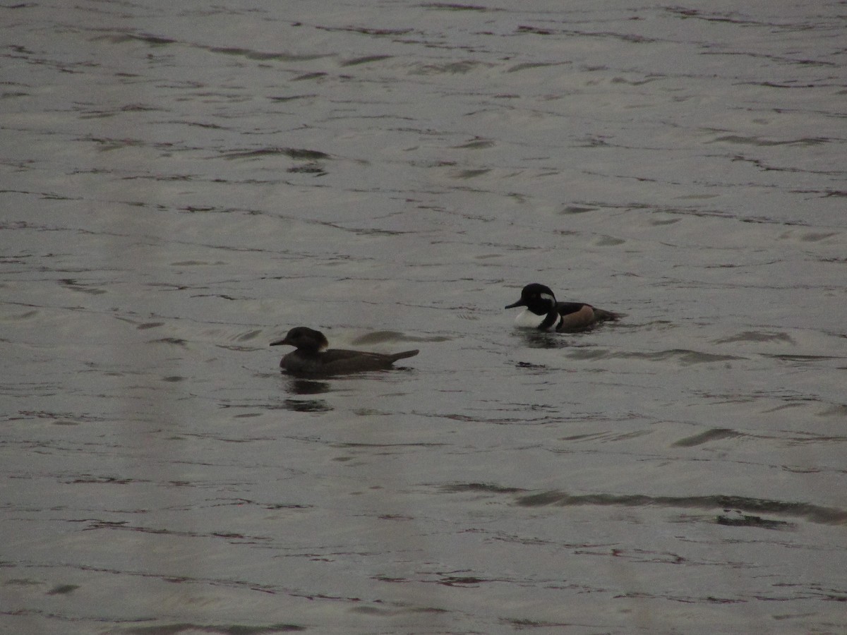 Hooded Merganser - ML631487644