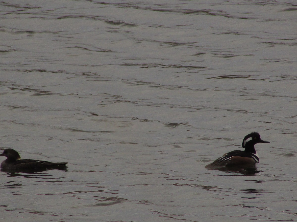 Hooded Merganser - ML631487666