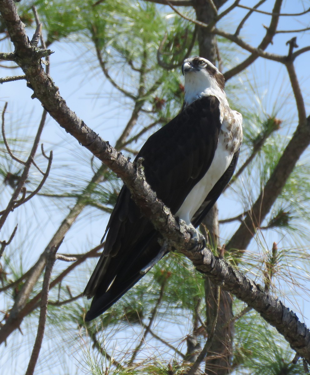 Osprey - ML631487776
