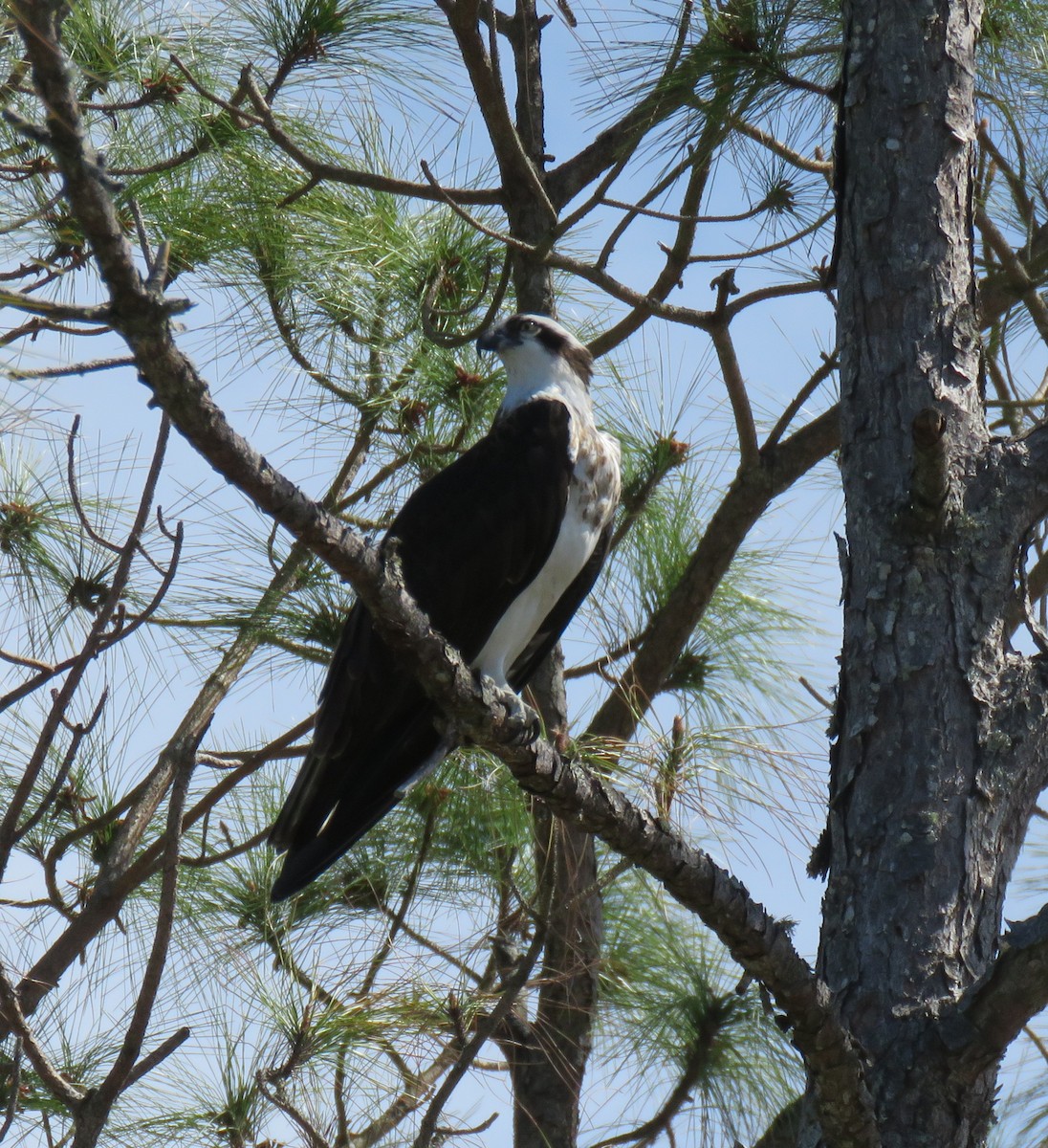 Osprey - ML631487777