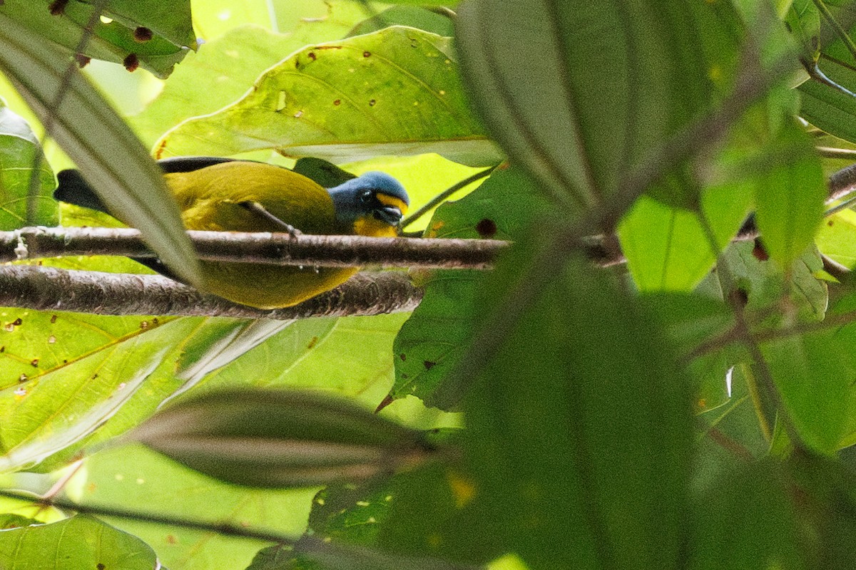Lesser Antillean Euphonia - ML631487789