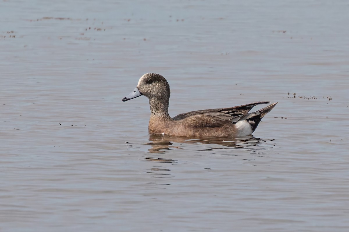 American Wigeon - ML631487897