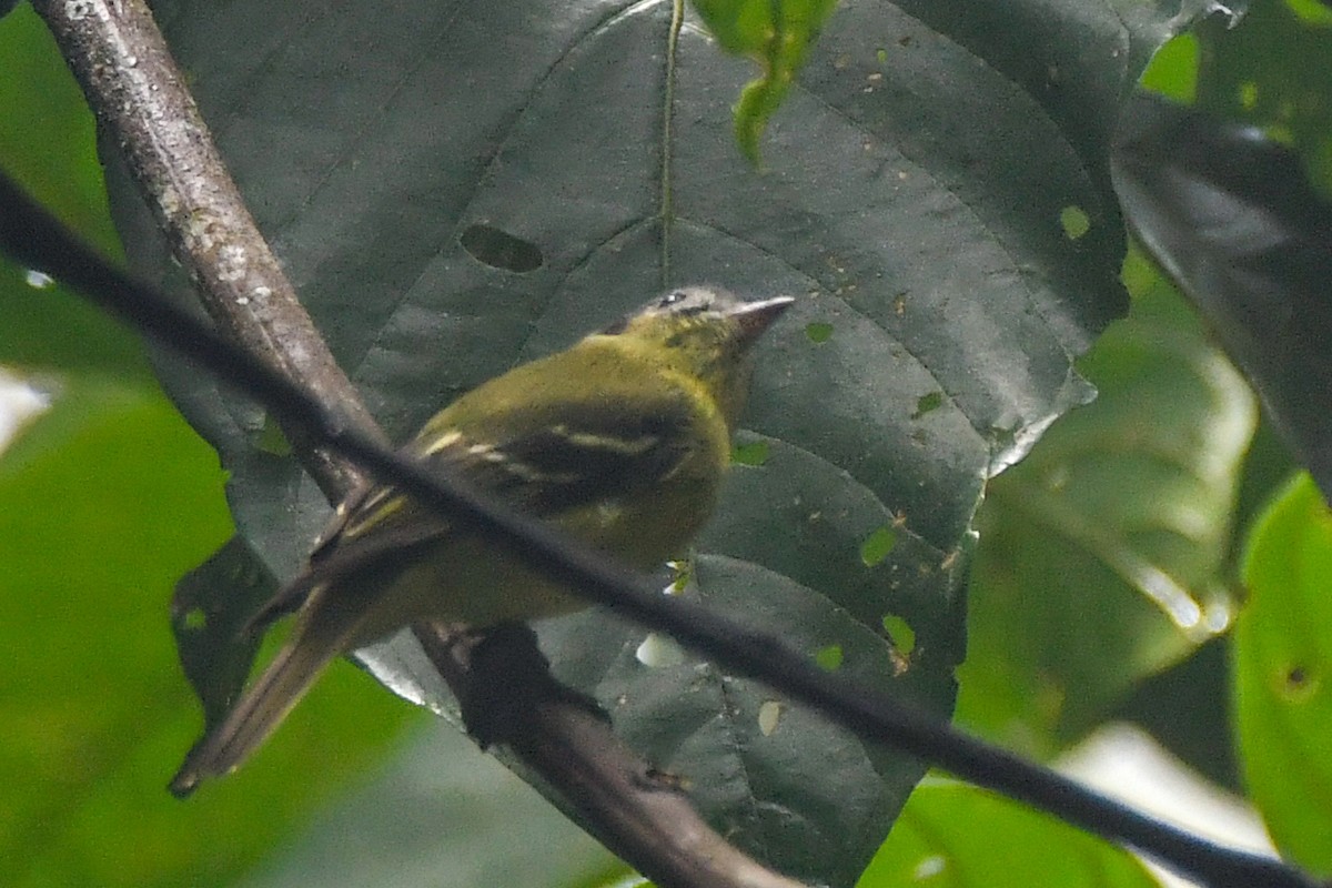Ashy-headed Tyrannulet - ML631488032