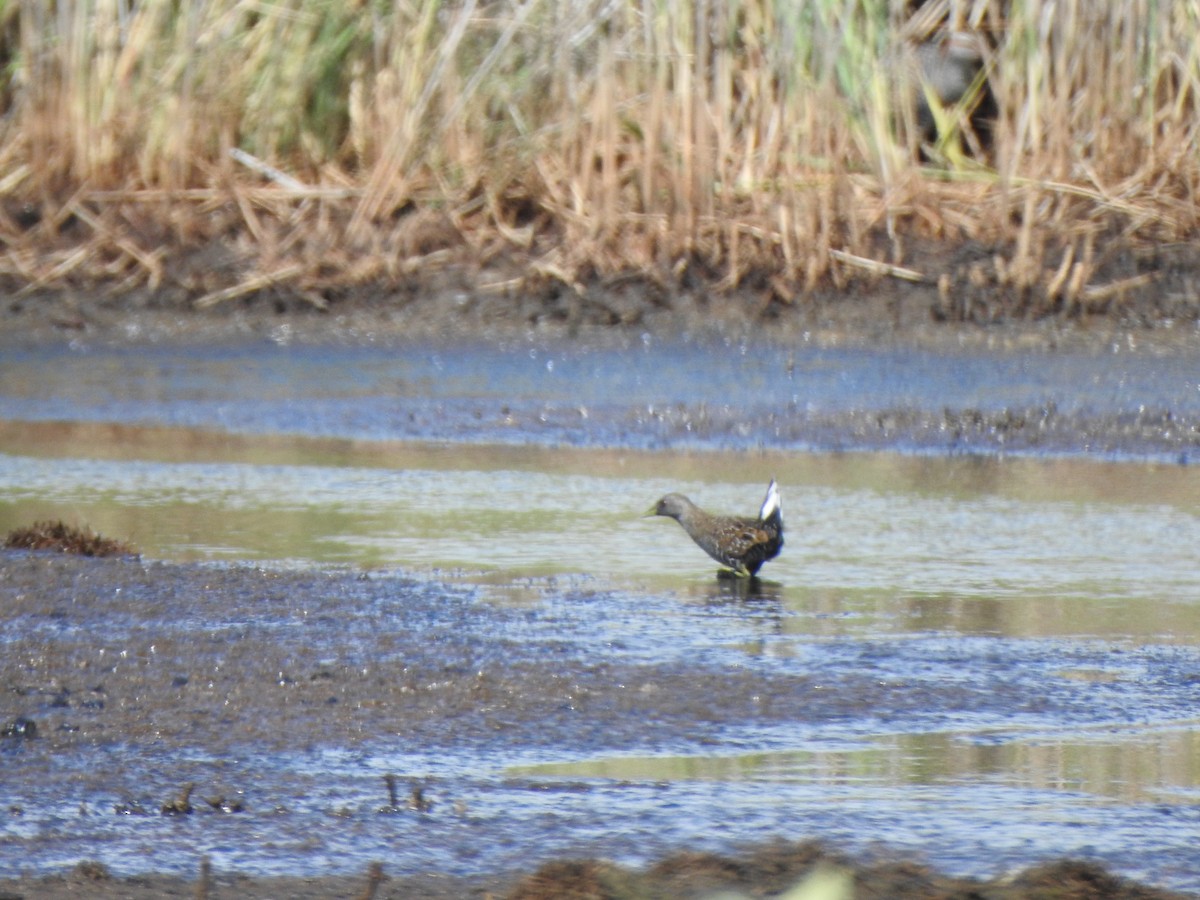 Australian Crake - ML631488078