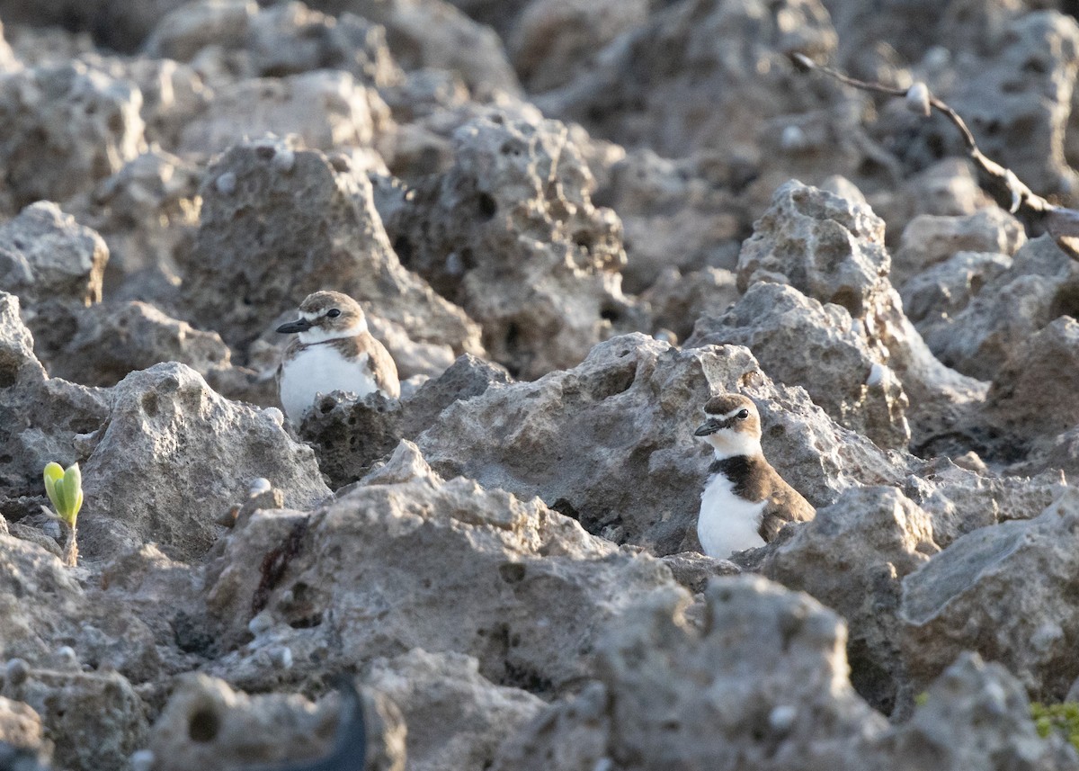 Wilson's Plover - ML631488466
