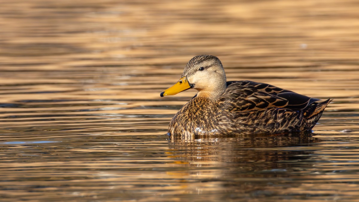 Mottled Duck - ML631488734