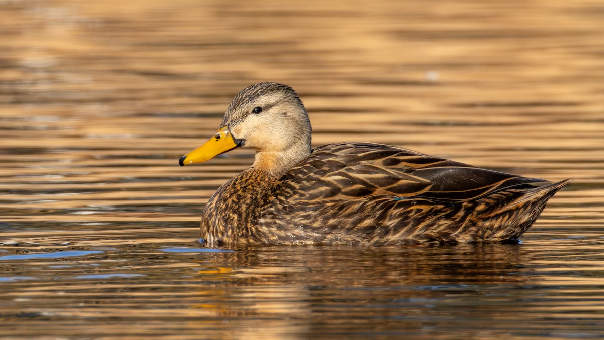 Mottled Duck - ML631488736