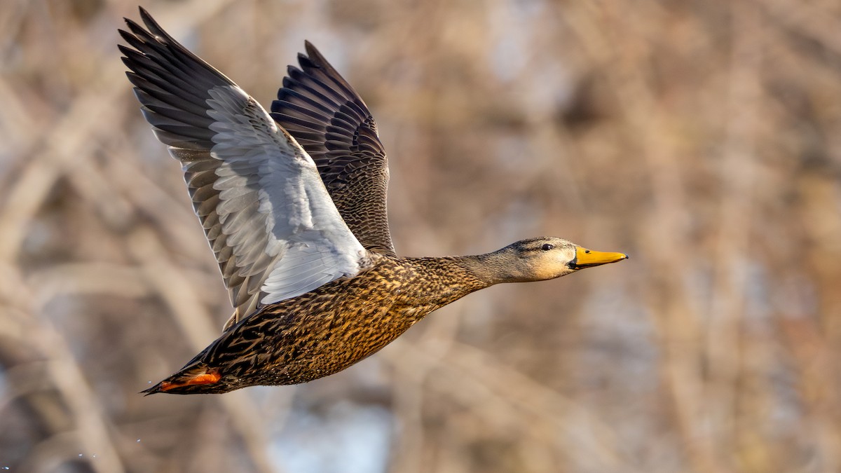 Mottled Duck - ML631488767