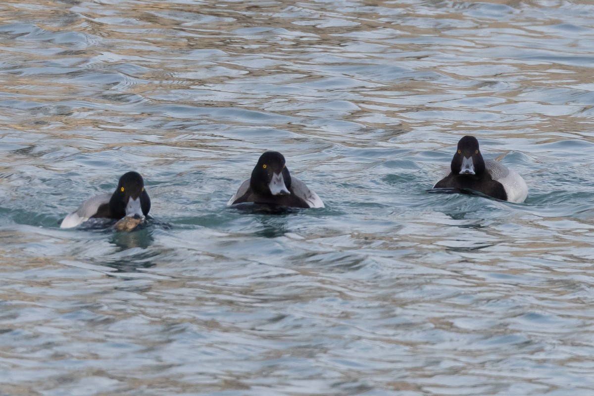 Greater Scaup - ML631489160