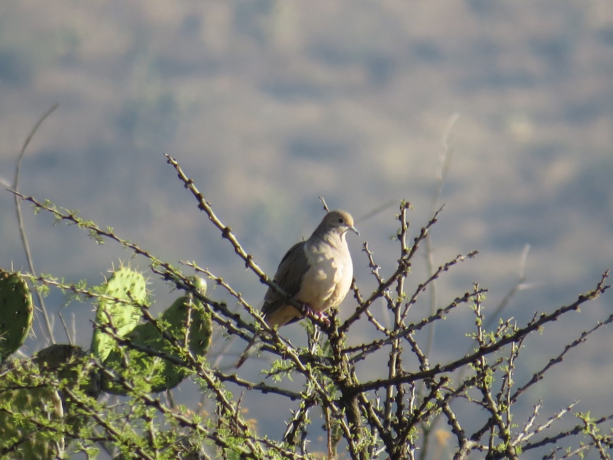 Mourning Dove - ML631489275