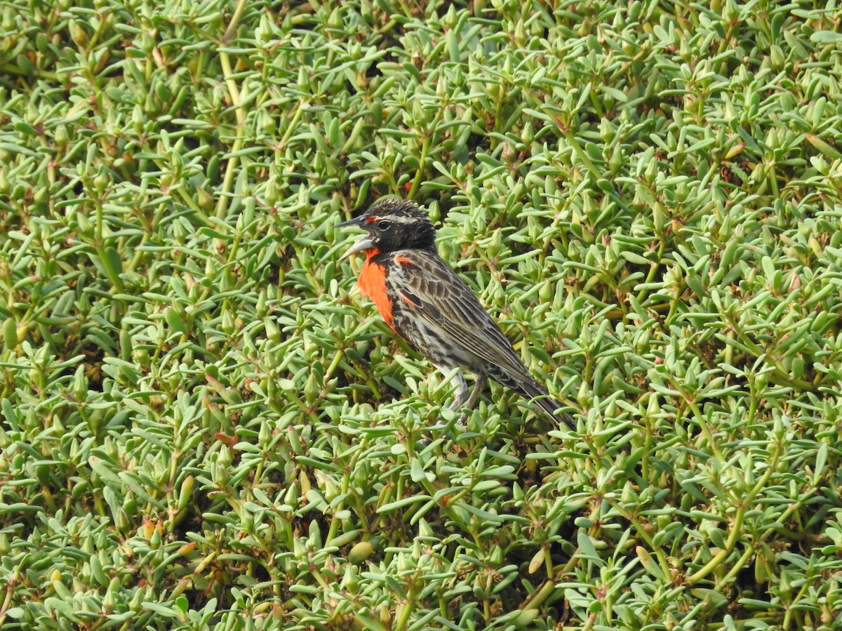 Peruvian Meadowlark - ML631489365