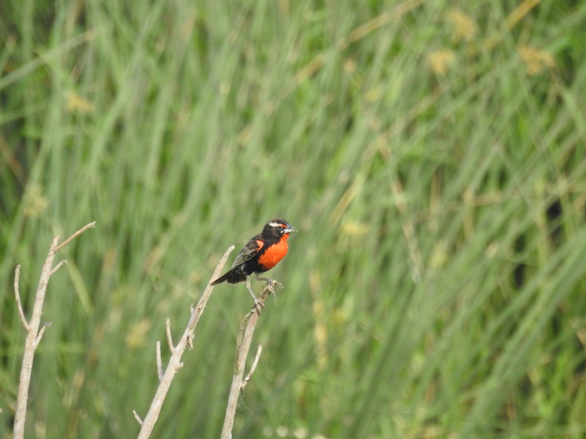 Peruvian Meadowlark - ML631489366