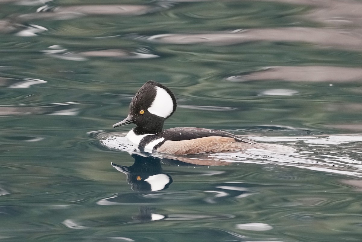 Hooded Merganser - ML631489588