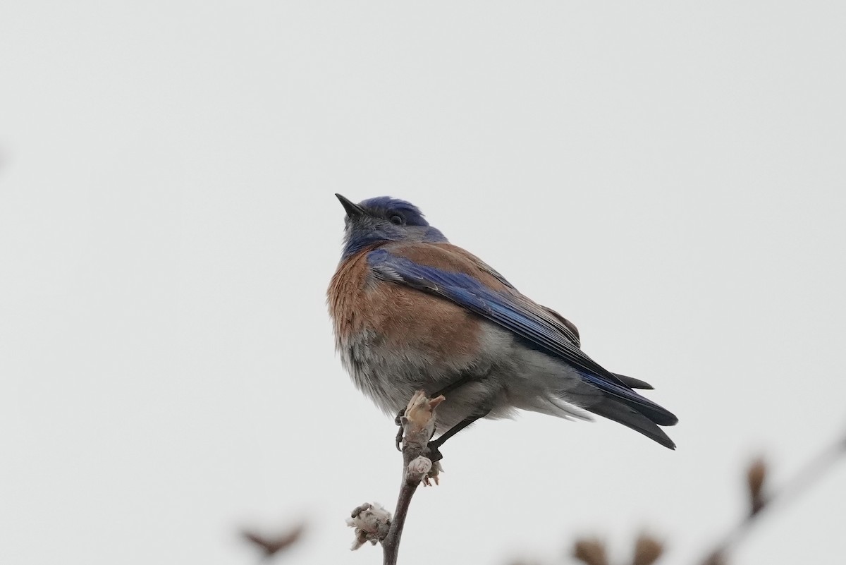 Western Bluebird - ML631489599