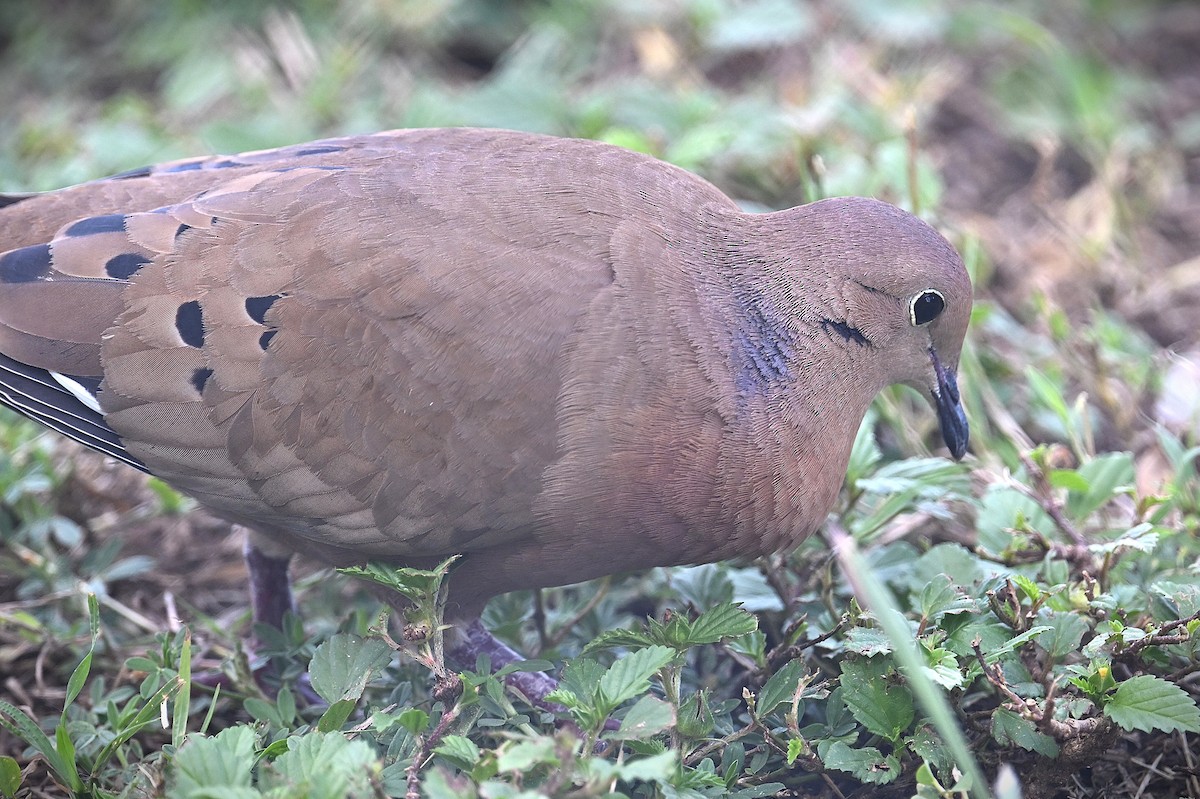 Zenaida Dove - ML631489686
