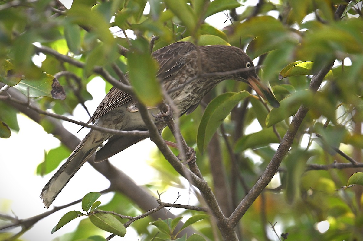 Pearly-eyed Thrasher - ML631489742