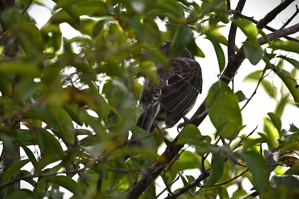 Pearly-eyed Thrasher - ML631489743