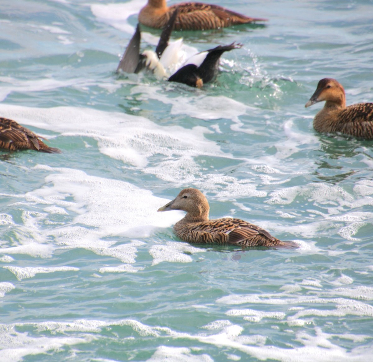 Common Eider (Northern) - ML631489857