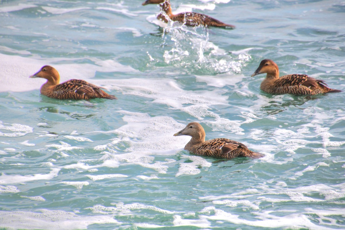 Common Eider (Northern) - ML631489860