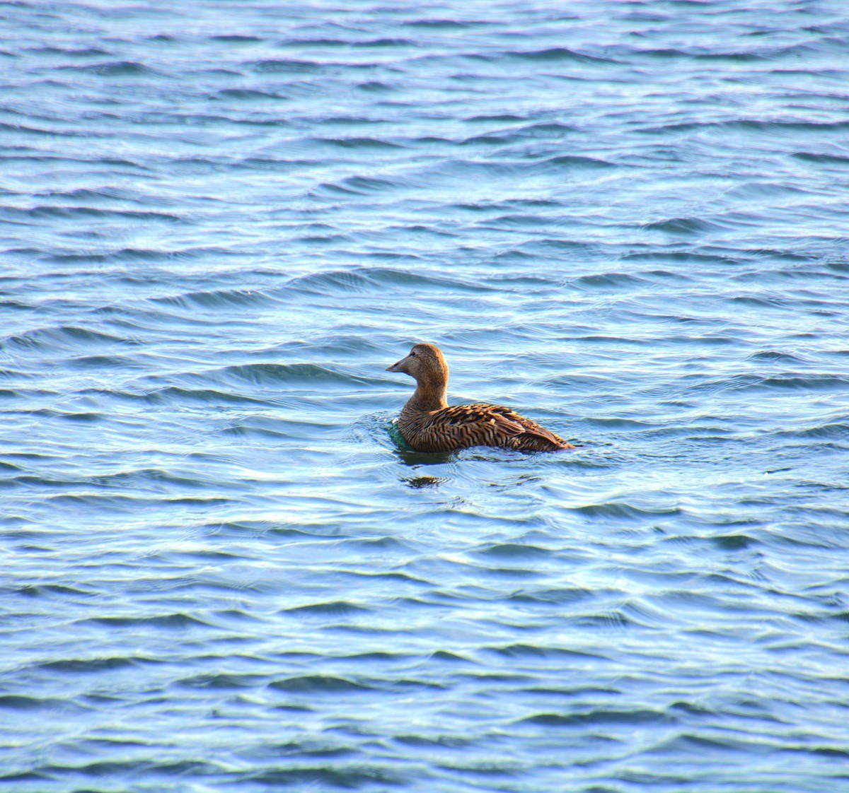 Common Eider (Northern) - ML631489861