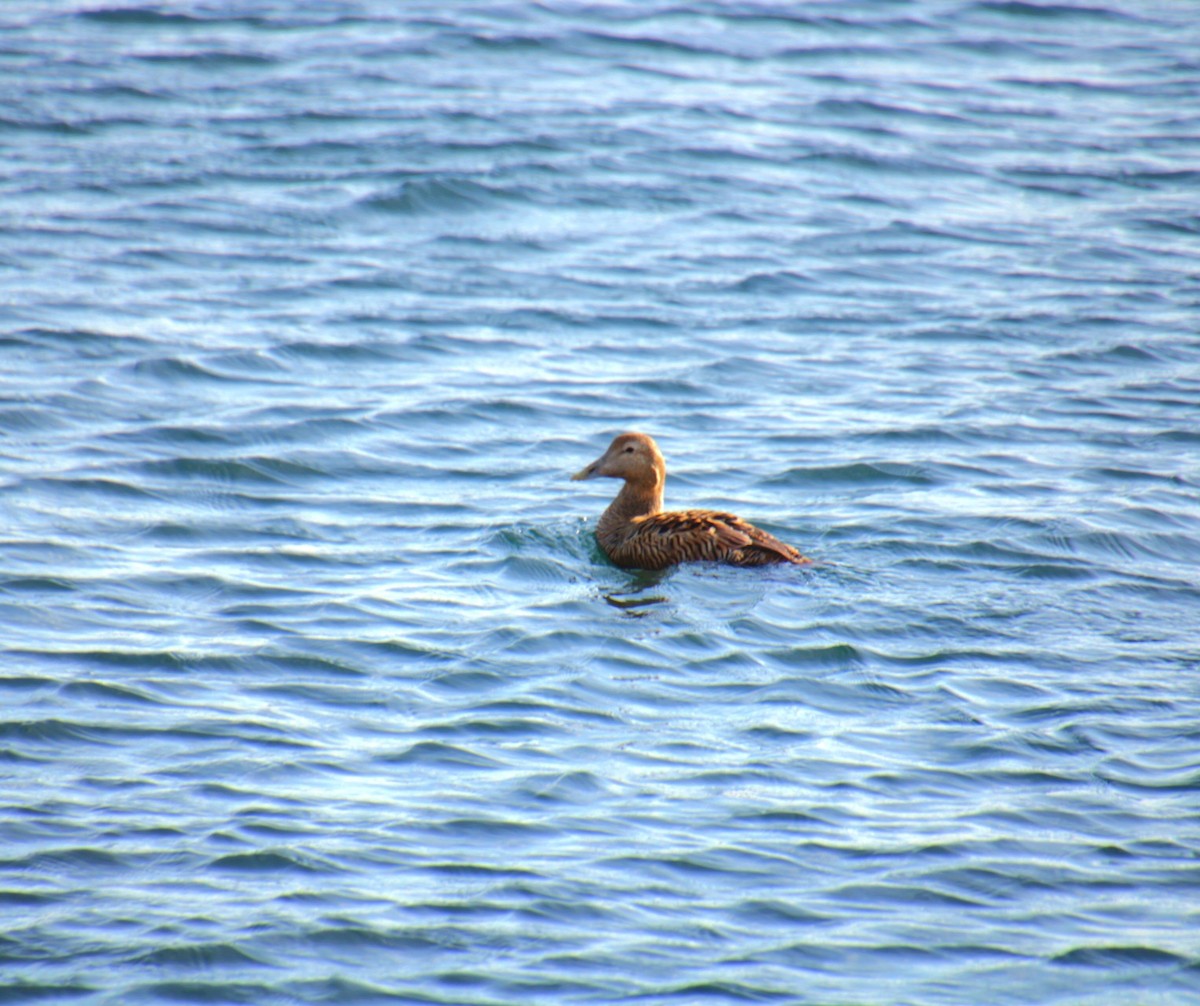 Common Eider (Northern) - ML631489863