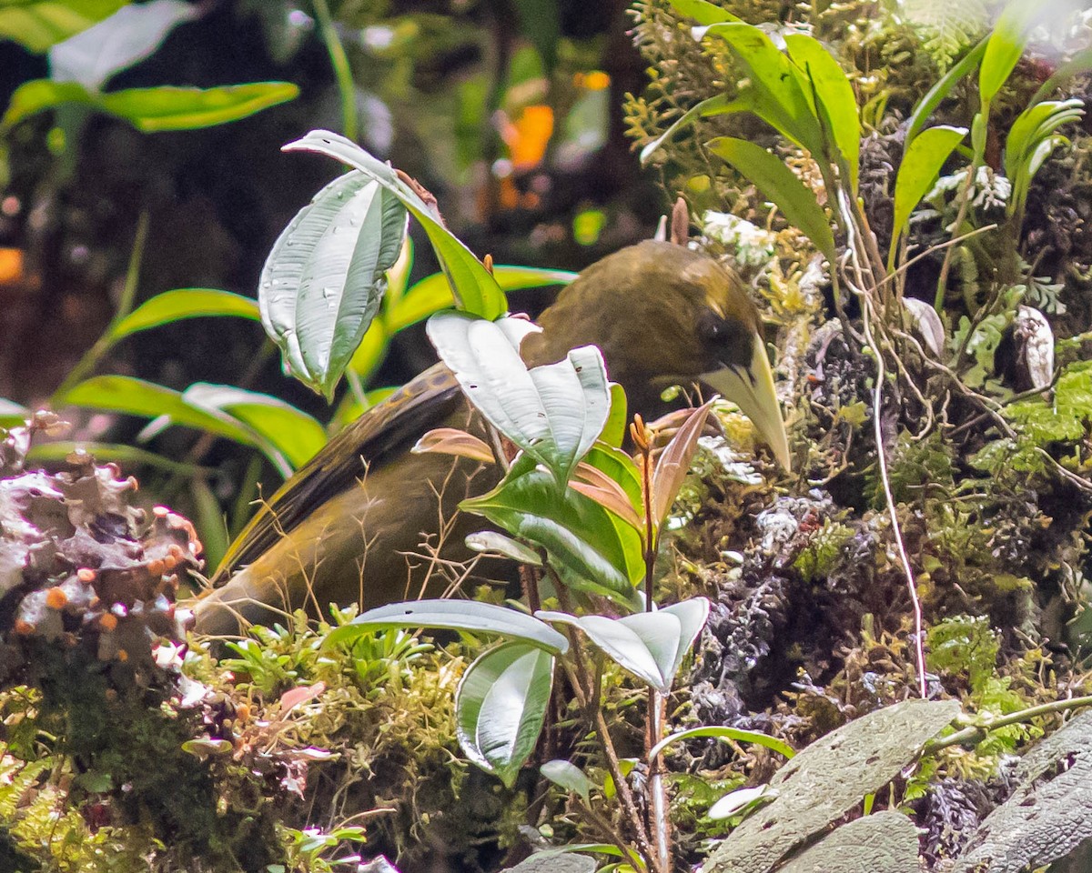 Dusky-green Oropendola - ML631489990