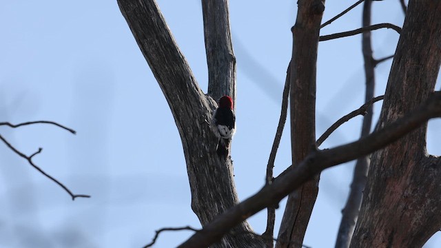 Red-headed Woodpecker - ML631490245