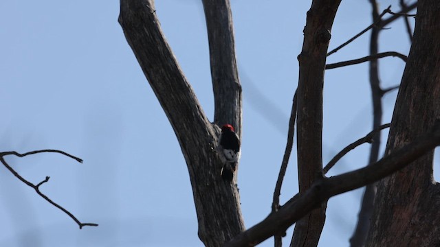 Red-headed Woodpecker - ML631490246